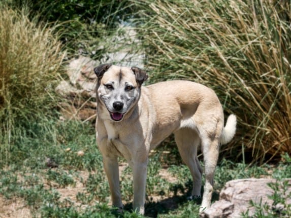 Photo of Sheba, adoptable Mixed Breed in Santa Fe, New Mexico