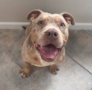 Photo of Guala Guala, adoptable Pit Bull Terrier in Martinez, California