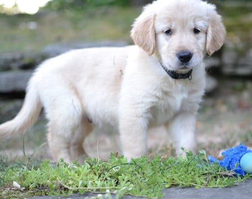 Photo of Hunter, adoptable Golden Retriever in Germanton, Tennessee