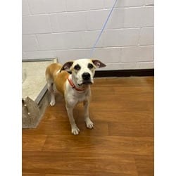 Photo of Honey, adoptable American Pit Bull Terrier in Baton Rouge, Louisiana