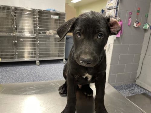 Photo of A1935708, adoptable German Shepherd Dog in Thousand Palms, California