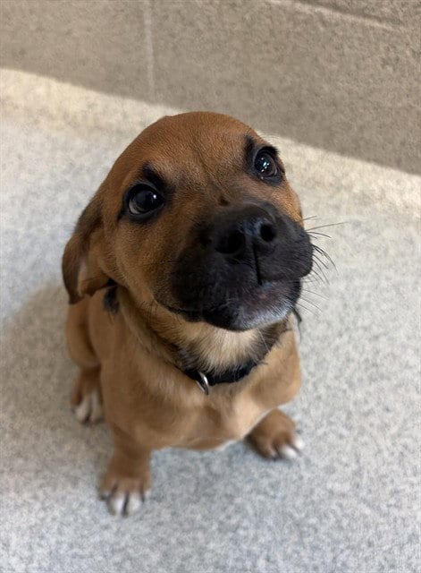 Photo of Jafar, adoptable Boxer in Statesville, North Carolina