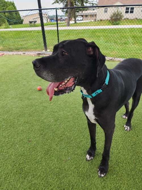 Photo of Tank, adoptable Great Dane in Valparaiso, Indiana