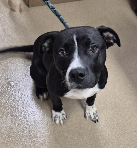 Photo of Vito, adoptable Pit Bull Terrier in Decatur, Illinois
