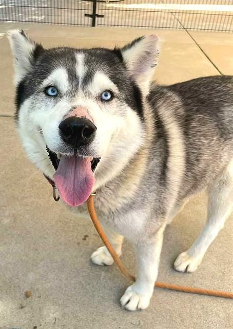 Photo of Fable, adoptable Siberian Husky in Sacramento, California