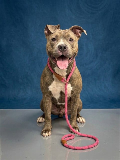 Photo of Kelly, adoptable Pit Bull Terrier in Peoria, Illinois
