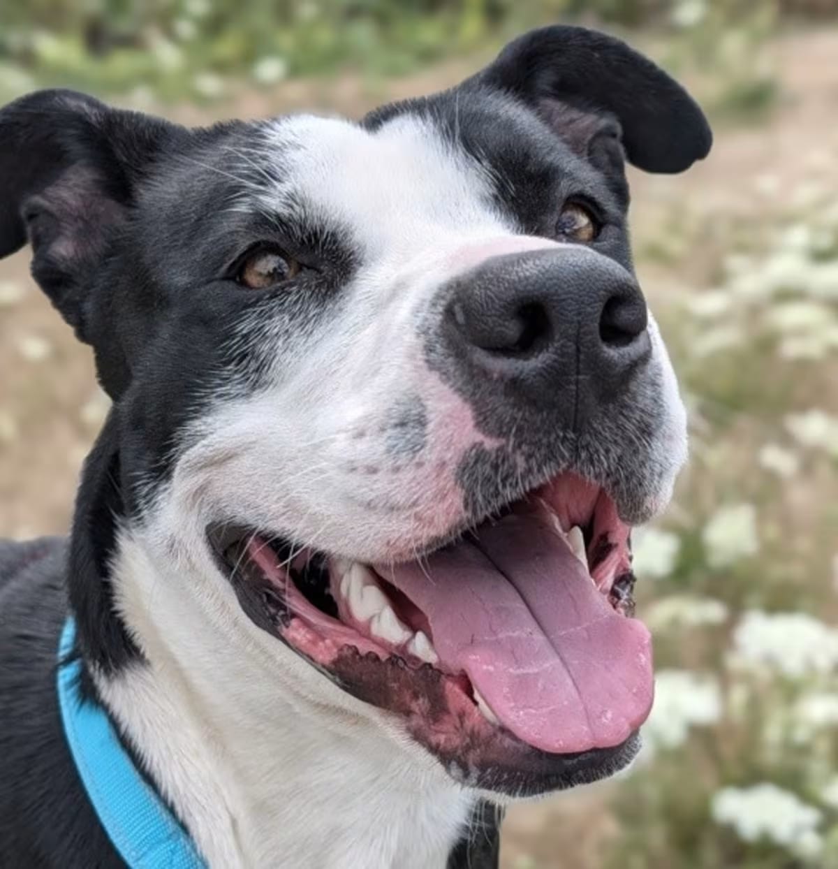 Photo of Mama, adoptable American Staffordshire Terrier in Troutdale, Oregon