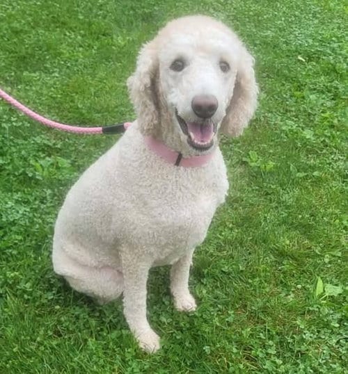 Photo of Sadie, adoptable Labrador Retriever in St Clairsville, Ohio