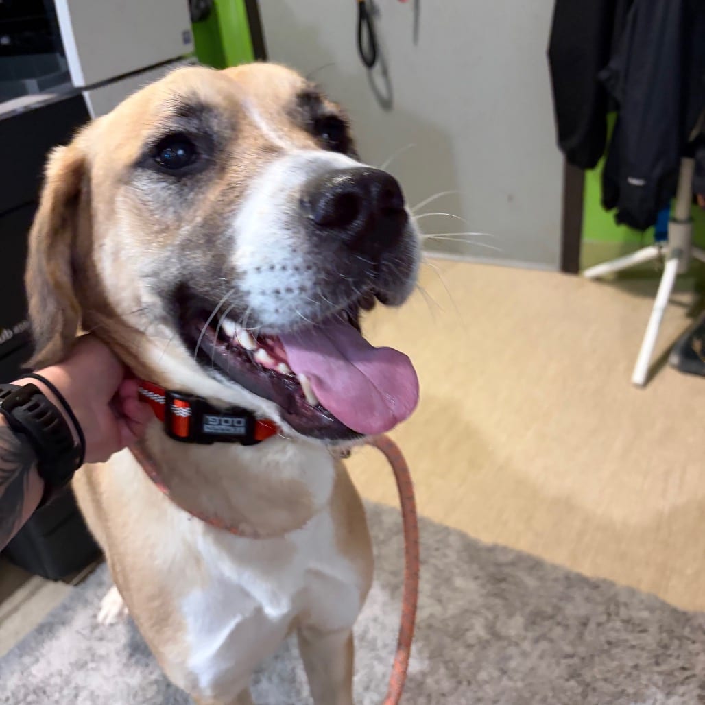 Photo of Socks, adoptable Mixed Breed (Large) in Winfield, West Virginia