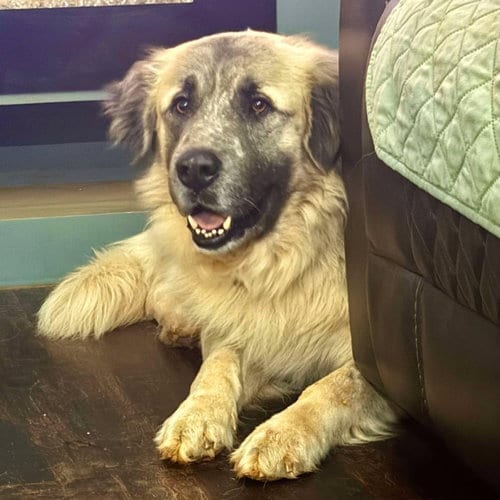 Photo of Theo, adoptable Anatolian Shepherd in Alvin, Texas