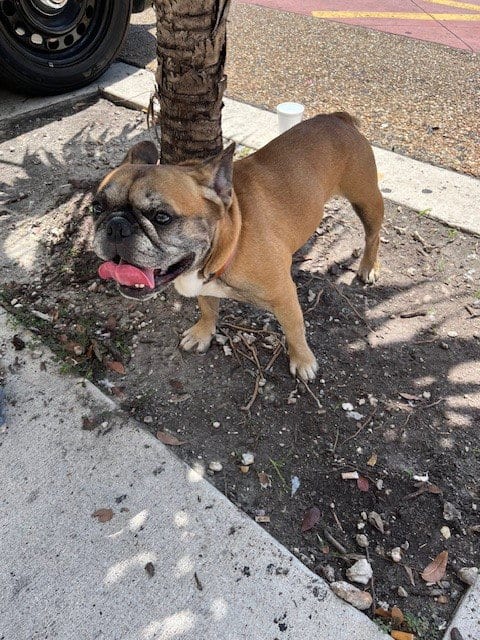 Photo of Walmart, adoptable French Bulldog in Miami, Florida