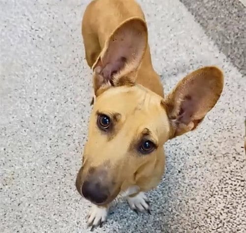 Photo of Punky, adoptable Black Mouth Cur in Houston, Texas