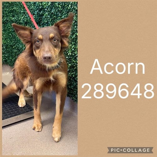 Photo of Acorn, adoptable Border Collie in Macon, Georgia