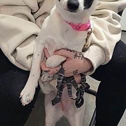 Photo of Marcy, adoptable Jack Russell Terrier Chihuahua in Richmond, Indiana