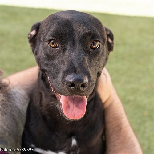 Photo of Lola, adoptable Pit Bull Terrier in Sacramento, California