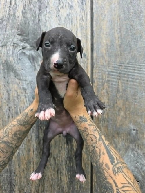 Photo of SR Puppy 19/21, adoptable American Pit Bull Terrier in Frankenmuth, Michigan