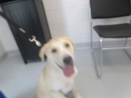 Photo of A391322, adoptable Labrador Retriever in Ocala, Florida