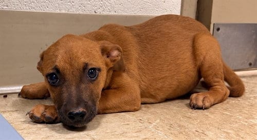 Photo of Cypress, adoptable Boxer in Statesville, North Carolina