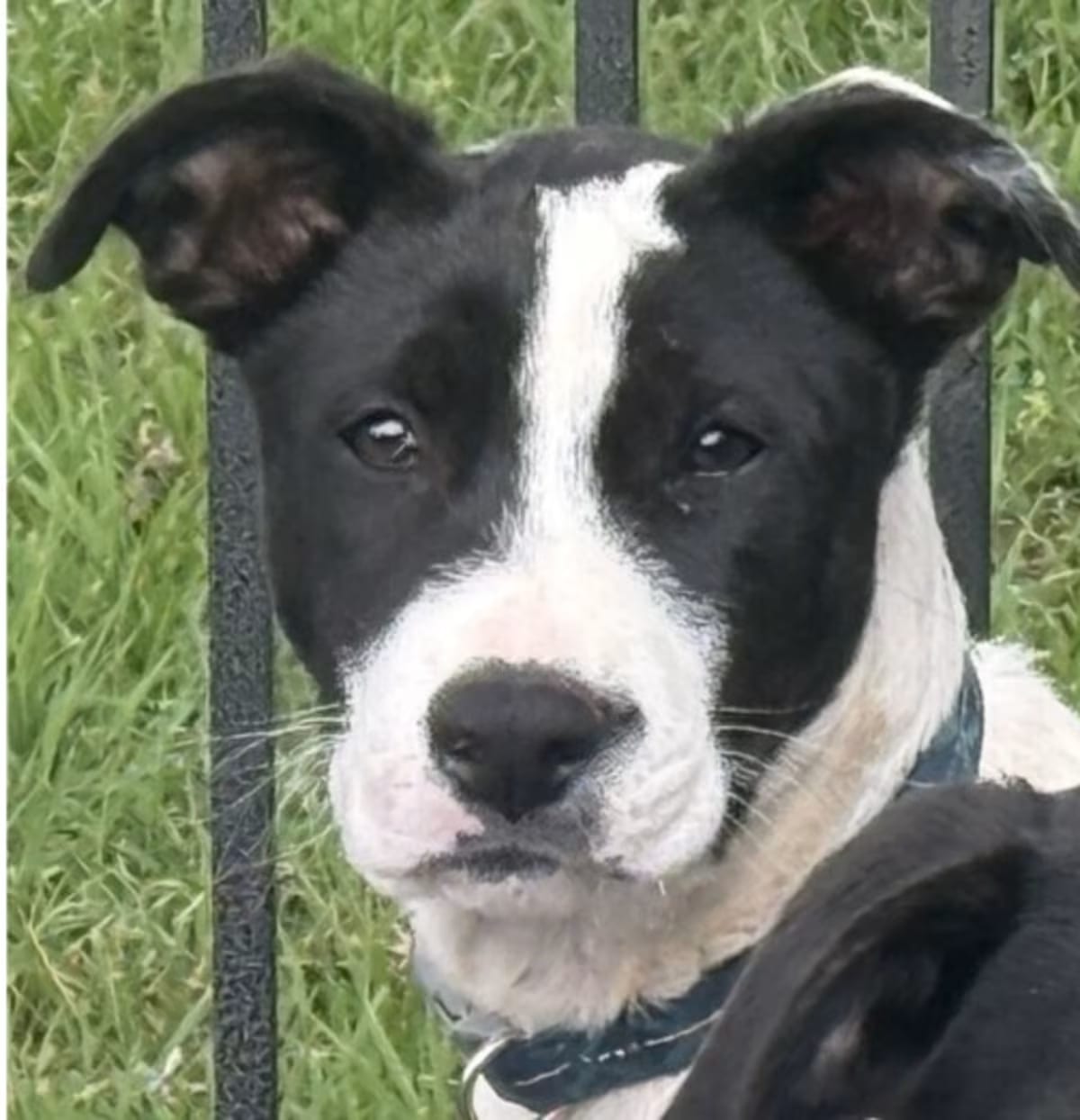 Photo of Checkers, adoptable Labrador Retriever in Hartwell, Georgia