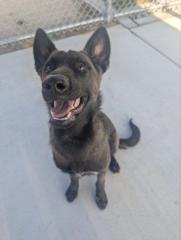 Photo of Jessie, adoptable Belgian Shepherd Malinois in Redlands, California