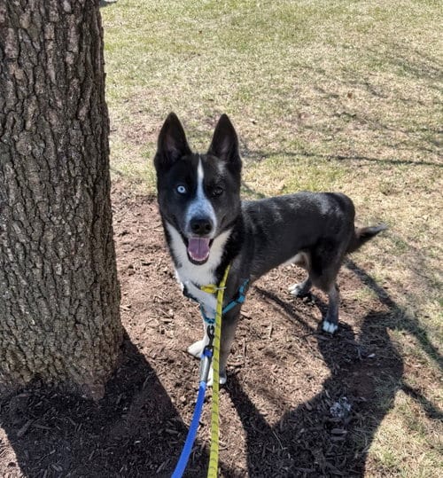 Photo of Odyssey, adoptable Siberian Husky in Herndon, Virginia