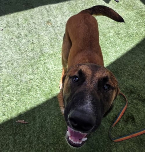 Photo of Jake, adoptable German Shepherd Dog in Los Angeles, California