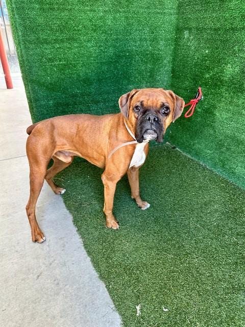 Photo of Kyro, adoptable Boxer in Lancaster, California