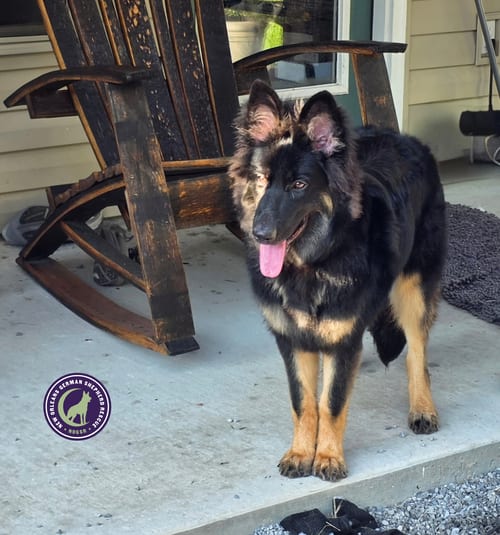 Photo of Nova, adoptable German Shepherd Dog in New Orleans, Louisiana