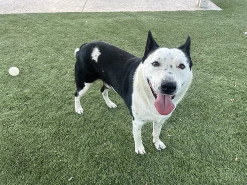Photo of Chester, adoptable Australian Cattle Dog/Blue Heeler in Corona, California