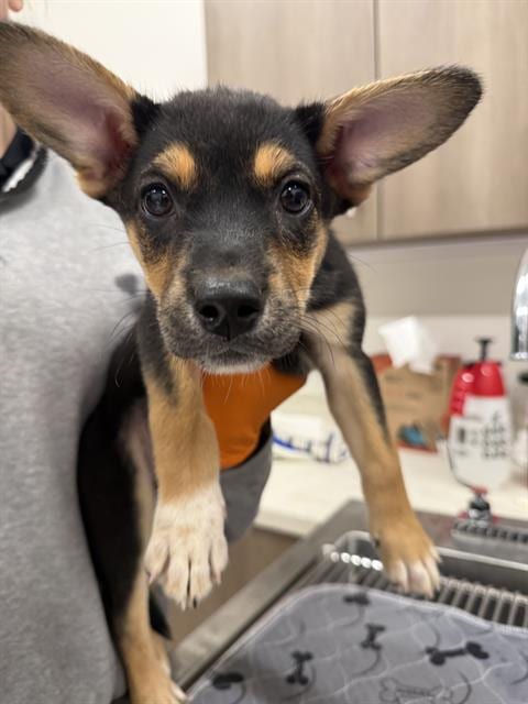 Photo of Fate, adoptable German Shepherd Dog in Baytown, Texas