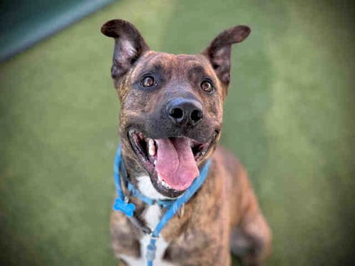 Photo of Luka, adoptable Pit Bull Terrier in Carlsbad, California