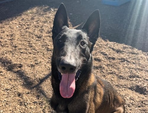 Photo of Guppy, adoptable Belgian Shepherd Malinois in Santa Rosa, California