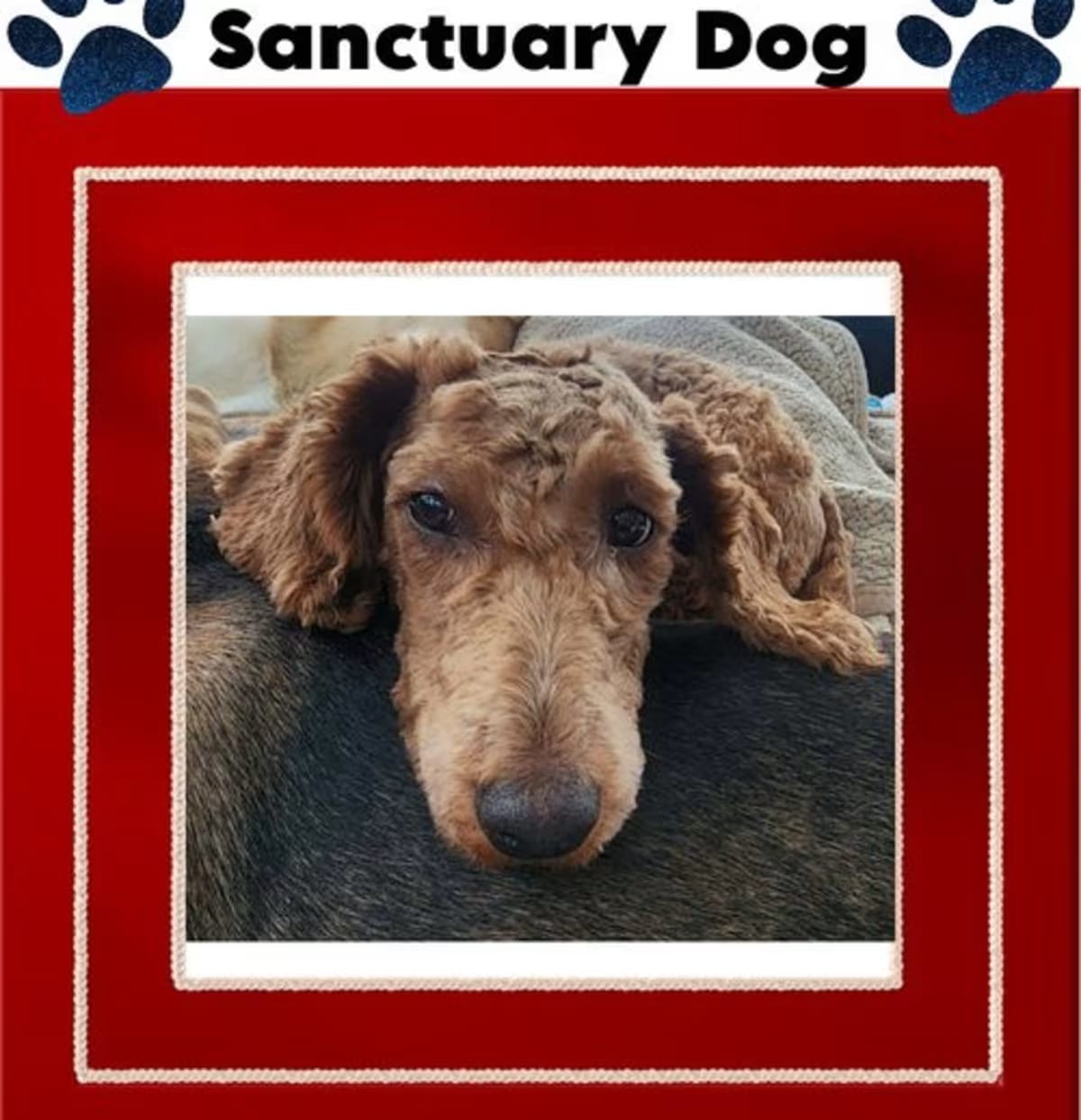 Photo of Poppy, adoptable Poodle (Miniature) in Cuba, New York