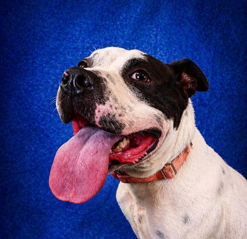 Photo of Marble, adoptable Pit Bull Terrier in Pearland, Texas