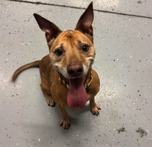 Photo of Giselle, adoptable Labrador Retriever in Brooklyn Center, Minnesota