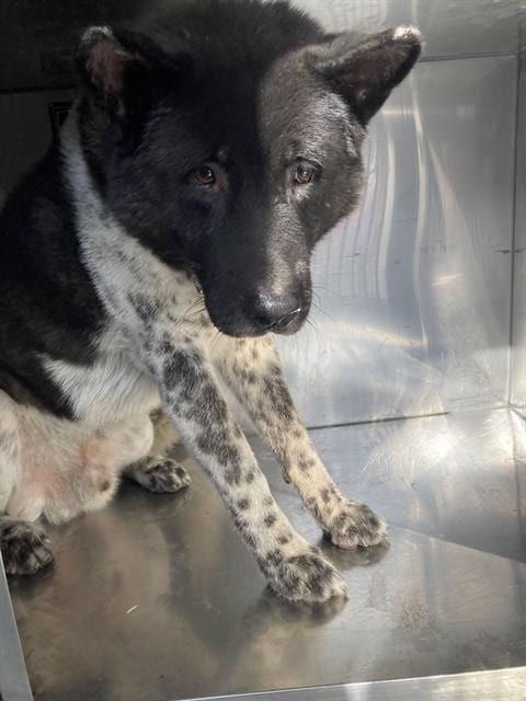 Photo of Twister, adoptable Akita in Dallas, Texas