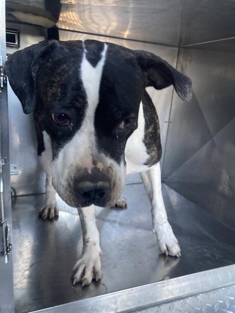 Photo of Cava, adoptable Mixed Breed