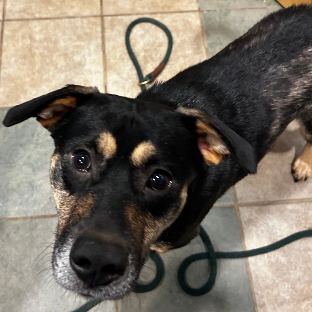 Photo of Reese, adoptable Mixed Breed (Medium) in Chattanooga, Tennessee