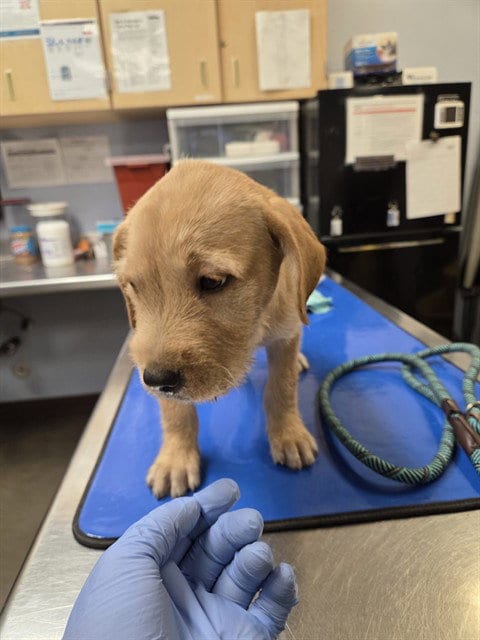 Photo of Lolly, adoptable Irish Terrier in Phoenix, Arizona