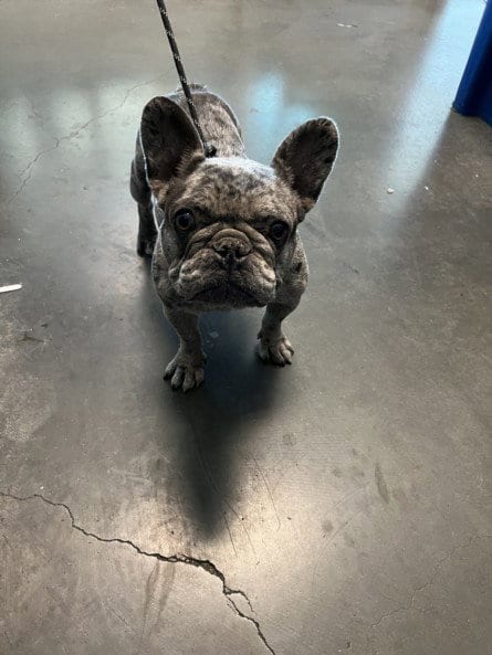 Photo of Lille, adoptable French Bulldog in Chatsworth, California