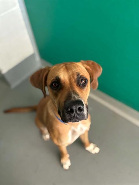Photo of Han Solo, adoptable Rhodesian Ridgeback in Visalia, California