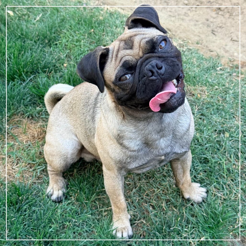 Photo of Tito, adoptable Pug in California, California