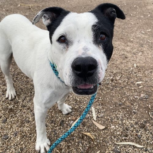 Photo of Spot, adoptable American Pit Bull Terrier in Phoenix, Arizona