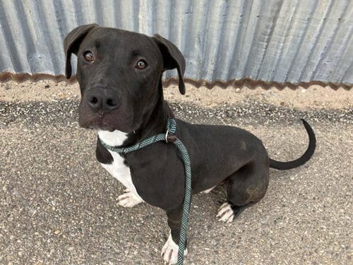 Photo of Zero, adoptable Pit Bull Terrier in Albuquerque, New Mexico
