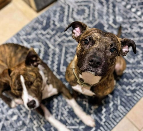 Photo of Florence, adoptable American Pit Bull Terrier in Cottage Grove, Minnesota