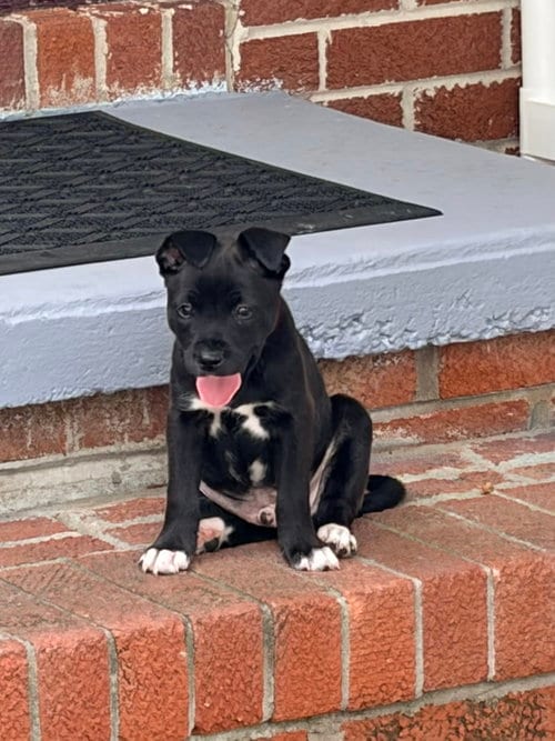 Photo of Harry (Harry Potter Litter), adoptable Labrador Retriever in Holly Springs, North Carolina