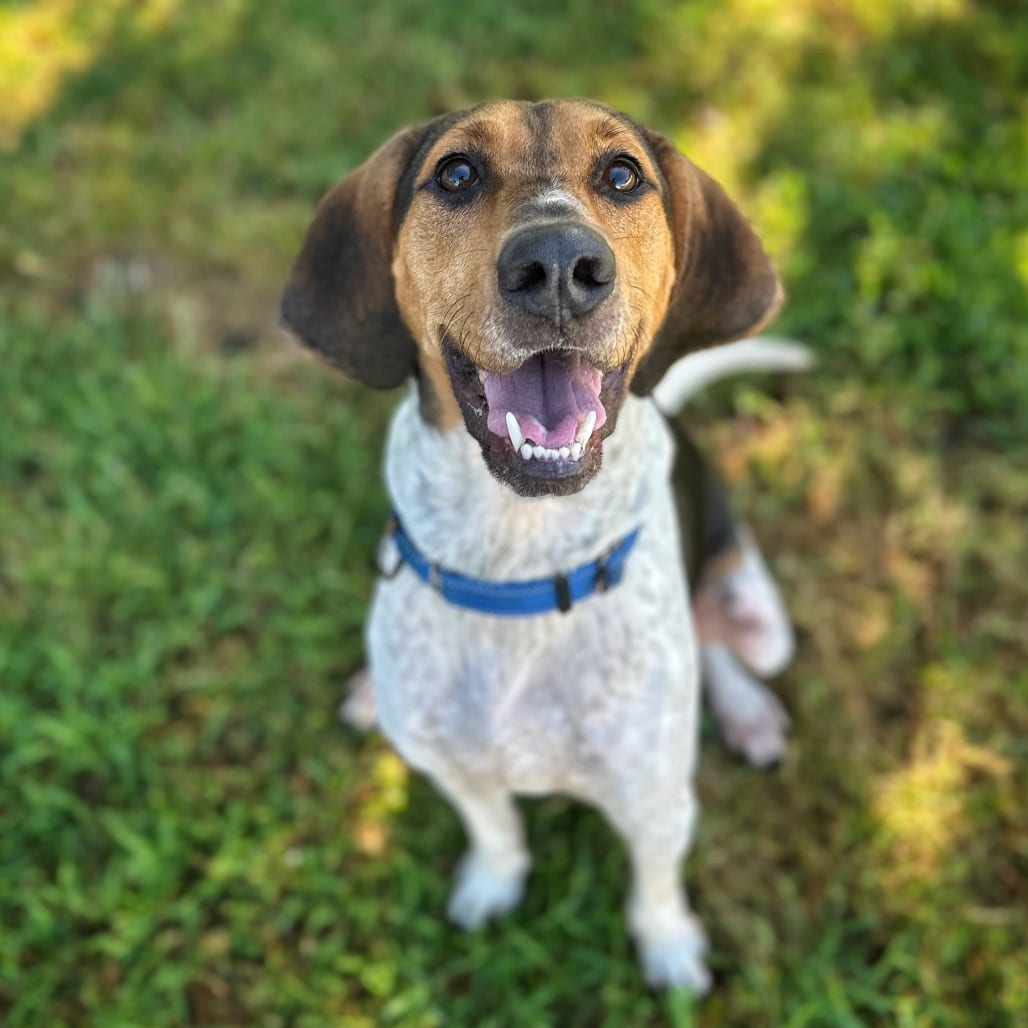 Photo of Bandito, adoptable Mixed Breed (Medium) in Fredericksburg, Virginia