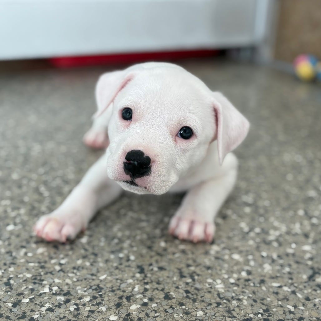 Photo of Dipsy, adoptable Terrier, American Pit Bull / Mix in Kanab, Utah