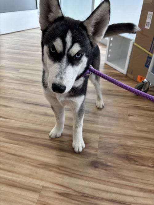 Photo of Taiga, adoptable Husky in Rowlett, Texas