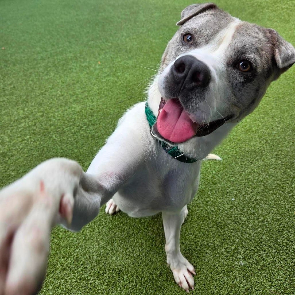 Photo of Rob, adoptable Terrier, Pit Bull in Greensboro, North Carolina